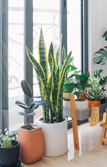 Moving Potted Plants A living room with many potted plants.