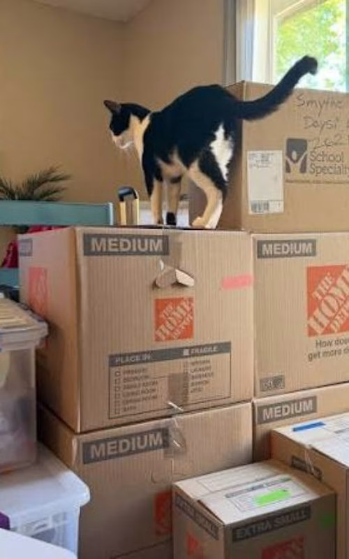 A cat climbing on cardboard boxes after a move into a house in Minneapolis, MN.
