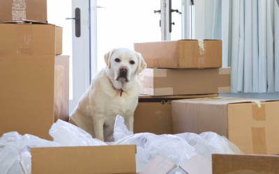 Moving With Pets: A Local Mover’s Guide